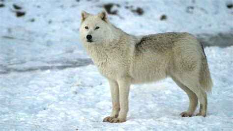 Arctic Wolf Wallpapers - Wallpaper Cave