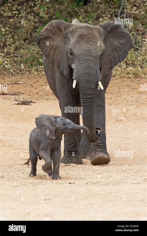 A female African Elephant and calf Stock Photo - Alamy