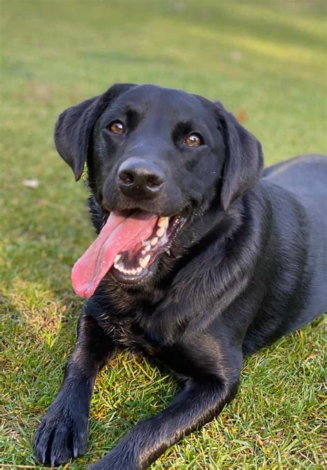 The Mini Labrador - What You Should Know About Smaller Than Average Labs | Your Dog Advisor