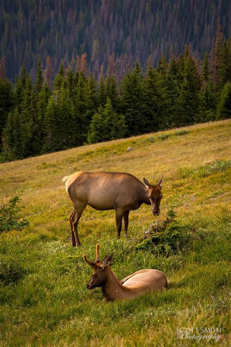 Elk at Sunset | Rocky Mountain National Park | Scott Smith Photography