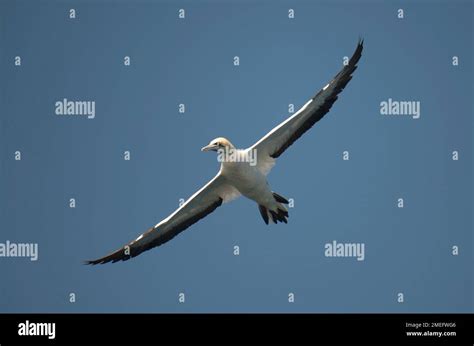 Cape Gannet Morus Capensis Flying Port St Johns Wild Coast Eastern