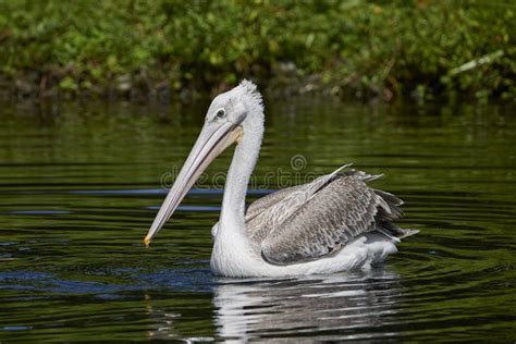 Pink-backed Pelican Pelecanus Rufescens Stock Image - Image of fauna, habitat: 108221163