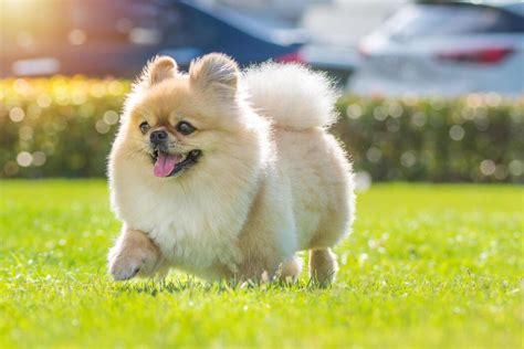 dog stock  images  backgrounds