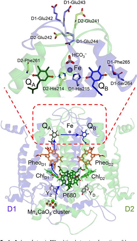 Figure 1 From Redox Potential Of The Terminal Quinone Electron Acceptor