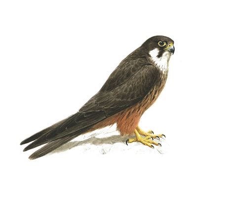 Eleonora's Falcon - BirdLife Cyprus