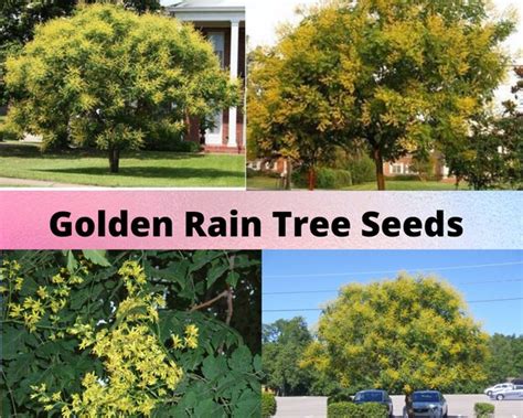 Golden Rain Tree Seeds Koelreuteria Paniculata Etsy Canada