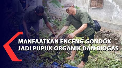 Manfaatkan Enceng Gondok Jadi Pupuk Organik Dan Biogas Youtube