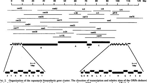 Pdf The Biosynthetic Gene Cluster For The Polyketide