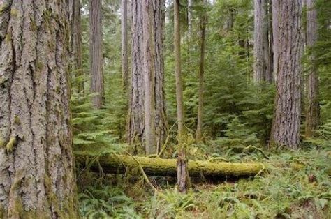 Vancouver Island Forest | Photo, Information