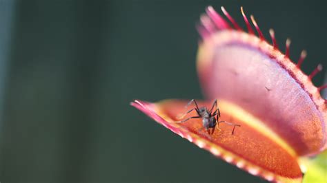 The Venus Flytrap, a Plant That Can Count - The New York Times