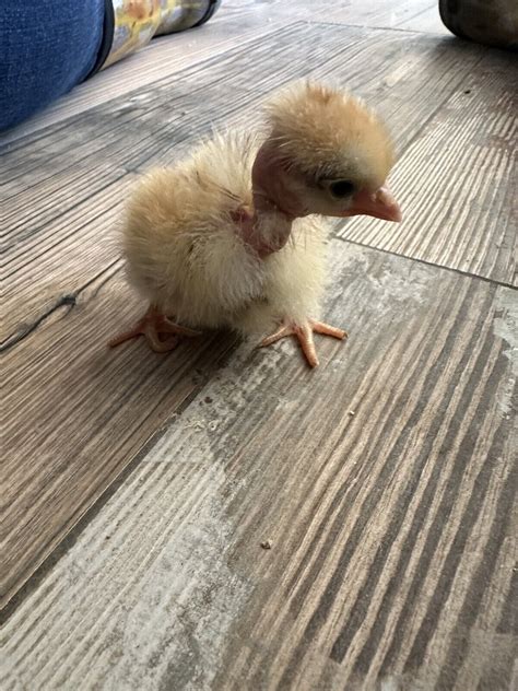 Naked Neck Turken Chicken Purebred Hatching Eggs New Listing Ebay