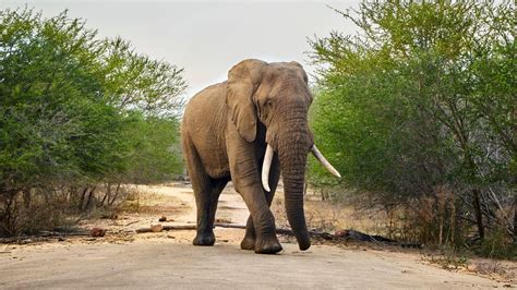 S Dafrika Elefant Trampelt Mutma Lichen Wilderer Zu Tode