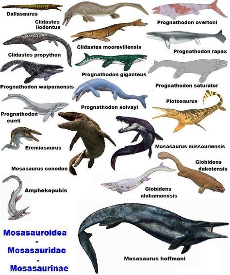 Sea Dinosaurs Dinosaurs Rawr Sea Dinosaurs Extinct Animals