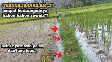 SPOT ISTIMEWA Mudah Sekali Mancing Belut Di Spot Yang Masih Perawan