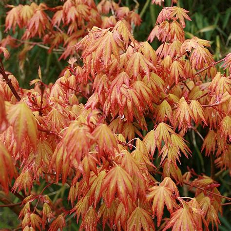 Buy Acer Palmatum Orange Dream Japanese Maple Orange Dream Hedging Plants