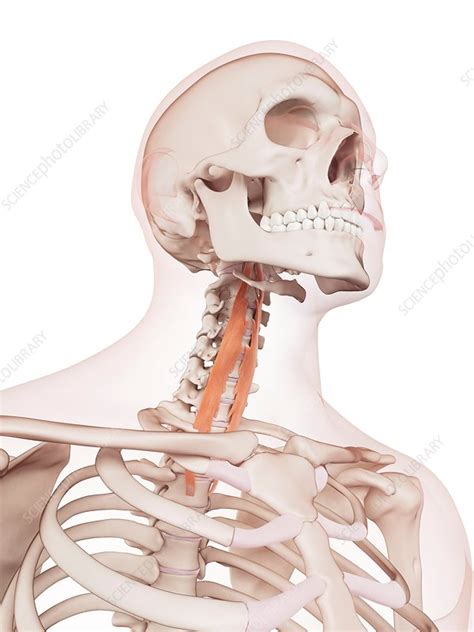 Human neck muscles - Stock Image - F015/8461 - Science Photo Library