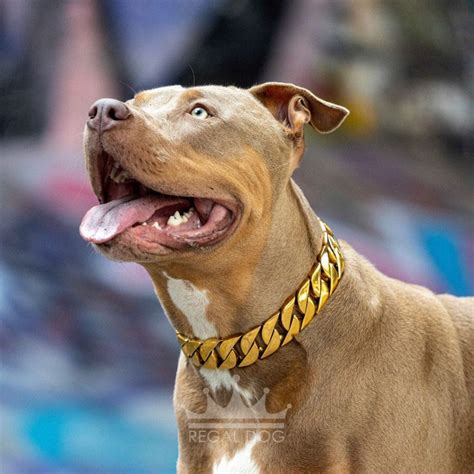 Gold Chain Dog Collar Regal Dog Big Dog Chains Uk