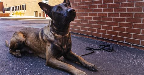 Colorado Springs Police Departments K9 Zev To Get Protective Body Armor