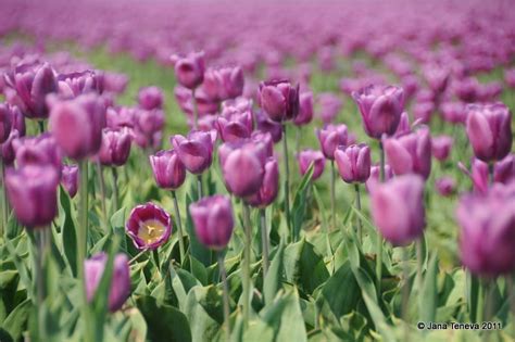 Jana around the world: Tulip fields in Flevoland 2011