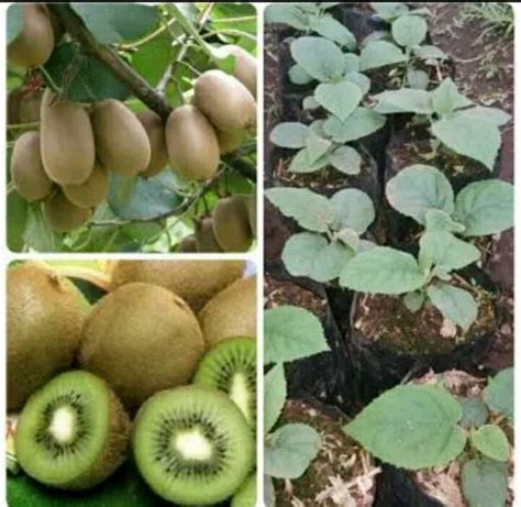 Jual Bibit Tanaman Buah Kiwi Golden Super Di Lapak Yuna Gevanda Bibit