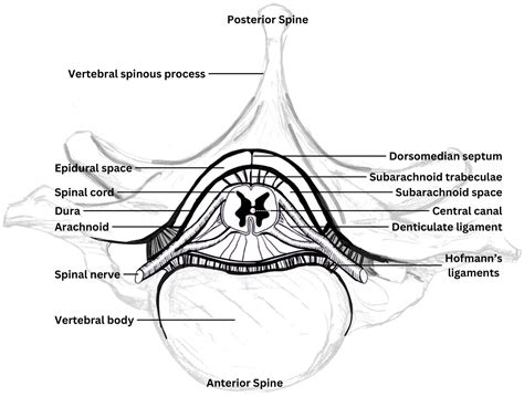 Frontiers | Neuraxial biomechanics, fluid dynamics, and myodural