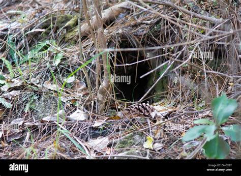 Kiwi Bird Nest High Resolution Stock Photography and Images - Alamy