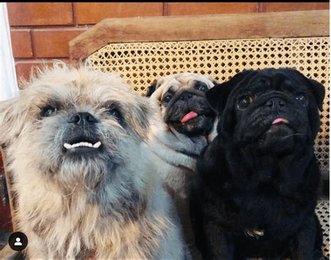 Are Pugs Prone To Cancer