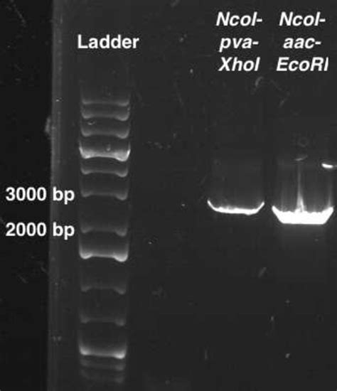 Figure From Design And Expression Of Recombinant Penicillin V And