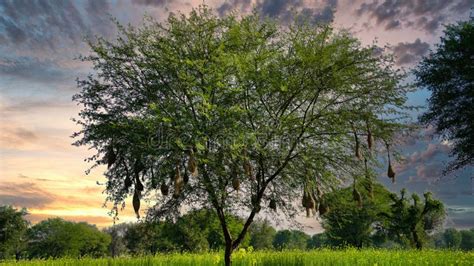 Wildlife Weaver Birds Nest On Bamboo Tree In Nature Outdoor Baya