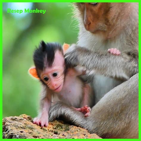 Pitiful this poor little monkey extremely hurt!! crying seizure so ...