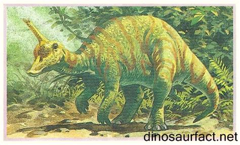 Tsintaosaurus dinosaur