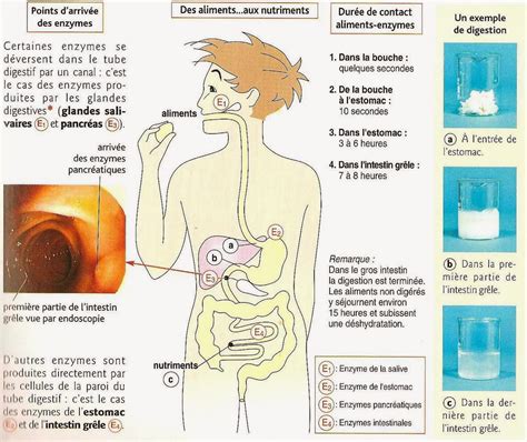 Svt Navarro 5ème Chapitre 4 Digestion Et élimination Des Déchets