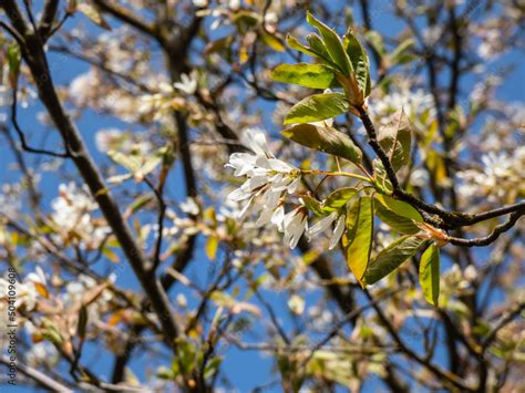 Close Up Shot Of The White Star Shaped Flowers Of The Flowering Shrub