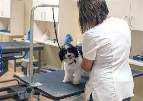 Arlington Pet Hospital | Arlington Veterinarians