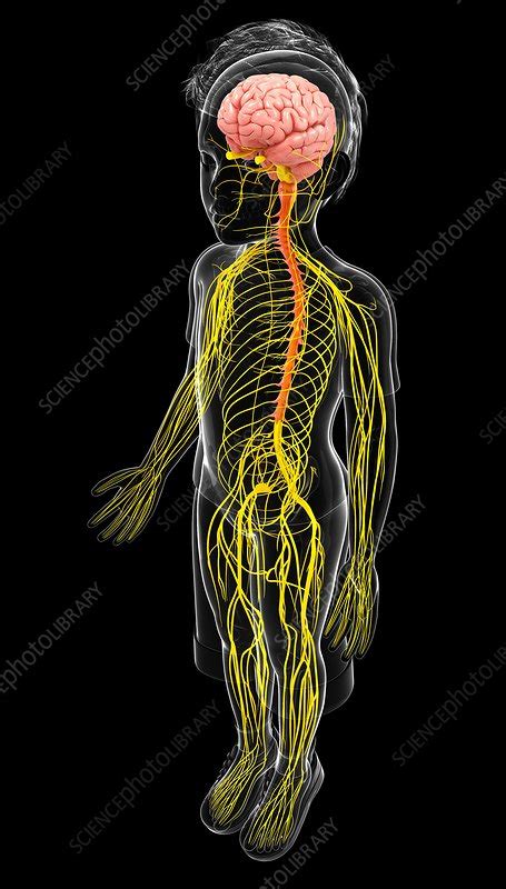 Human Nervous System Artwork Stock Image F010 4006 Science Photo