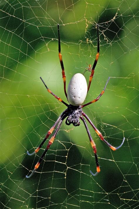 Photos Of Nephilidae Golden Orb Web Spiders