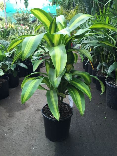 Dracaena Fragrans Massangeana Happy Plant Westlake Nursery