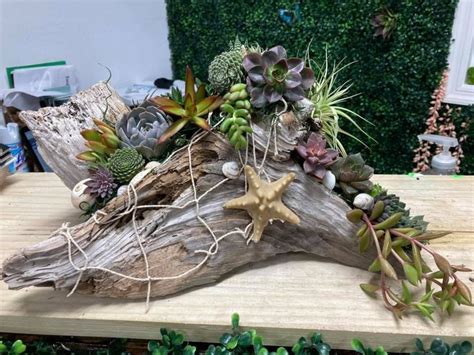 Beautiful Nautical Style Driftwood Wlive Succulent And Air Plant Mixture Spring Summer Easy