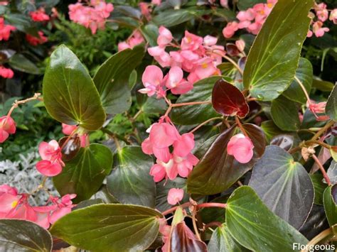 18 Best Begonia Varieties and Types To Grow | Florgeous