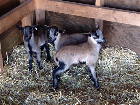 Rusty Iron Acres American Blackbelly Sheep Farm Rusty Iron Acres