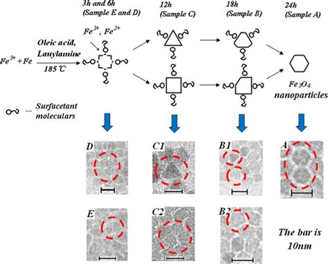 Schematic Of Morphology Evolution Of Fe3o4 Nanoparticles Download