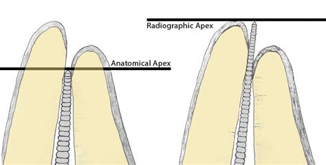 Anatomytvsradio OziDent