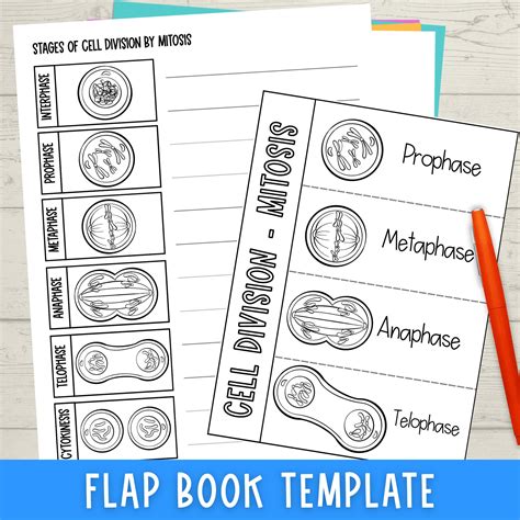 Mitosis Cell Division Foldable Cut And Paste Science Activity And