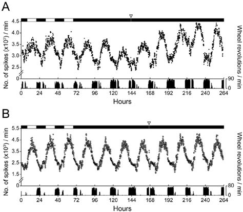 The in vivo circadian rhythm in the multi-unit neural activity of Per1 ... 