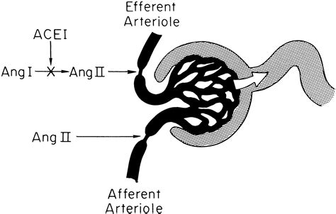 Ace Inhibitors Definition Role And Side Effects