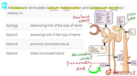 Aldosterone Potassium