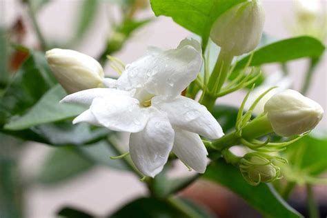 How To Identify And Treat 7 Jasmine Diseases Gardeners Path