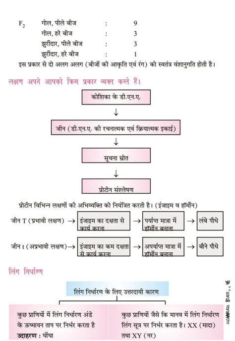 आनुवंशिकता एवं जैव विकास नोट्स कक्षा 10 विज्ञान Notes In Hindi Oneedu24