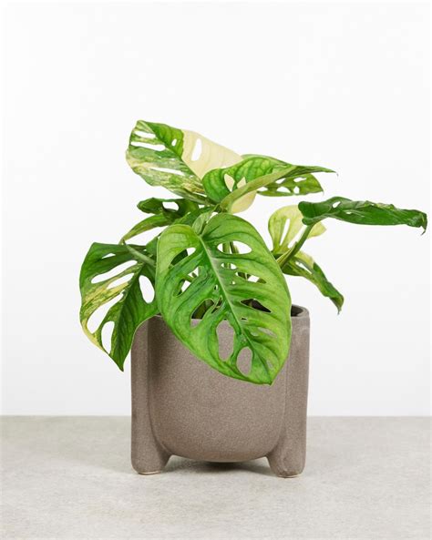 Monstera Adansonii Aurea M Gatenplant Online Kopen PLNTS