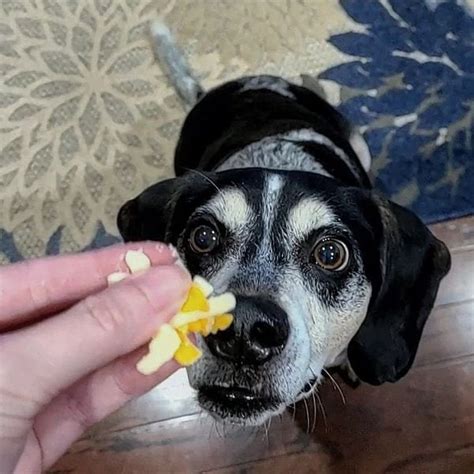 Les Chiens Peuvent Ils Manger Du Parmesan Petitpets